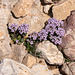 Thlaspi rotundifolium ssp. rotundifolium (ws.) - 2010-08-01-_DSC2554