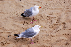 Weymouth: Two Gulls