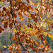Leaves on a Bed of Pine – Kittatinny Valley State Park, Andover, New Jersey