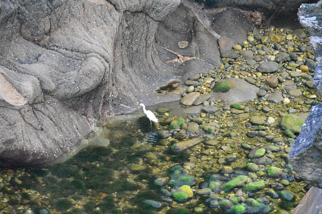 Pointe Saint-Mathieu 2014 – Great Egret