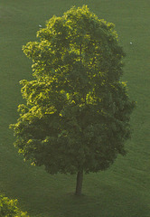 tree dawn DSC 9142