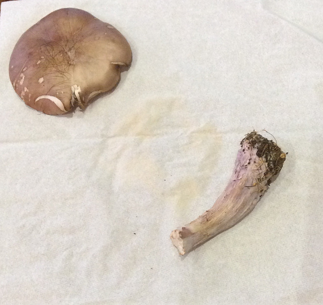 Mushroom ID?