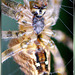 Gartenkreuzspinne (Araneus diadematus) Bauchseite. ©UdoSm