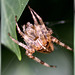 Gartenkreuzspinne (Araneus diadematus) Frontseite. ©UdoSm