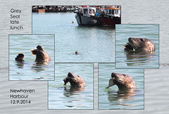Grey Seal - Newhaven Harbour - 12.9.2014