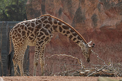 Rothschild-Giraffe (Hannover)