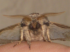 2007 Pheosia tremula (Swallow Prominent)