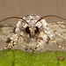 2164 Hecatera bicolorata (Broad-barred White)