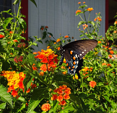 Black Swallowtail butterfly (Papilio polyxenes)(f)