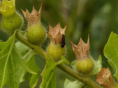 Black Henbane seedpods