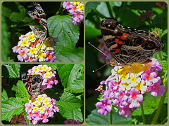 American Lady (Vanessa virginiensis) butterfly Collage