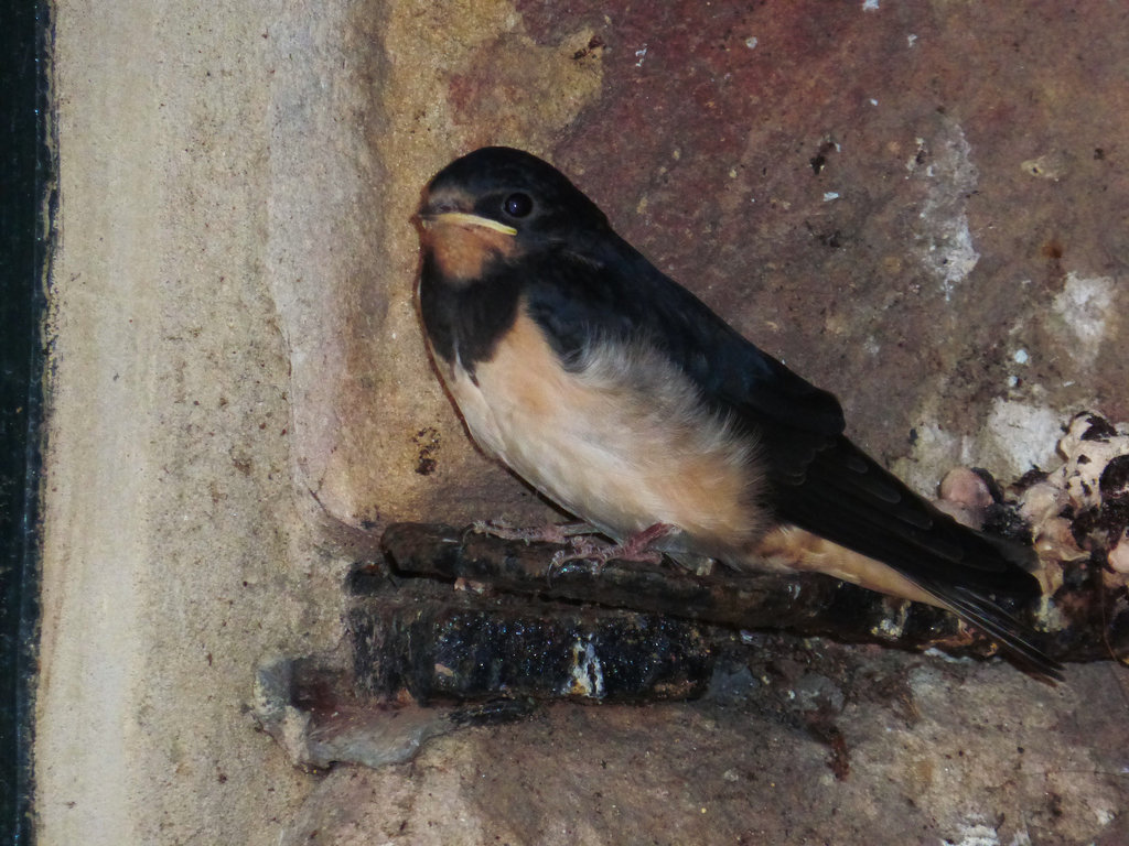 A young swallow leaves the nest