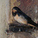 A young swallow leaves the nest