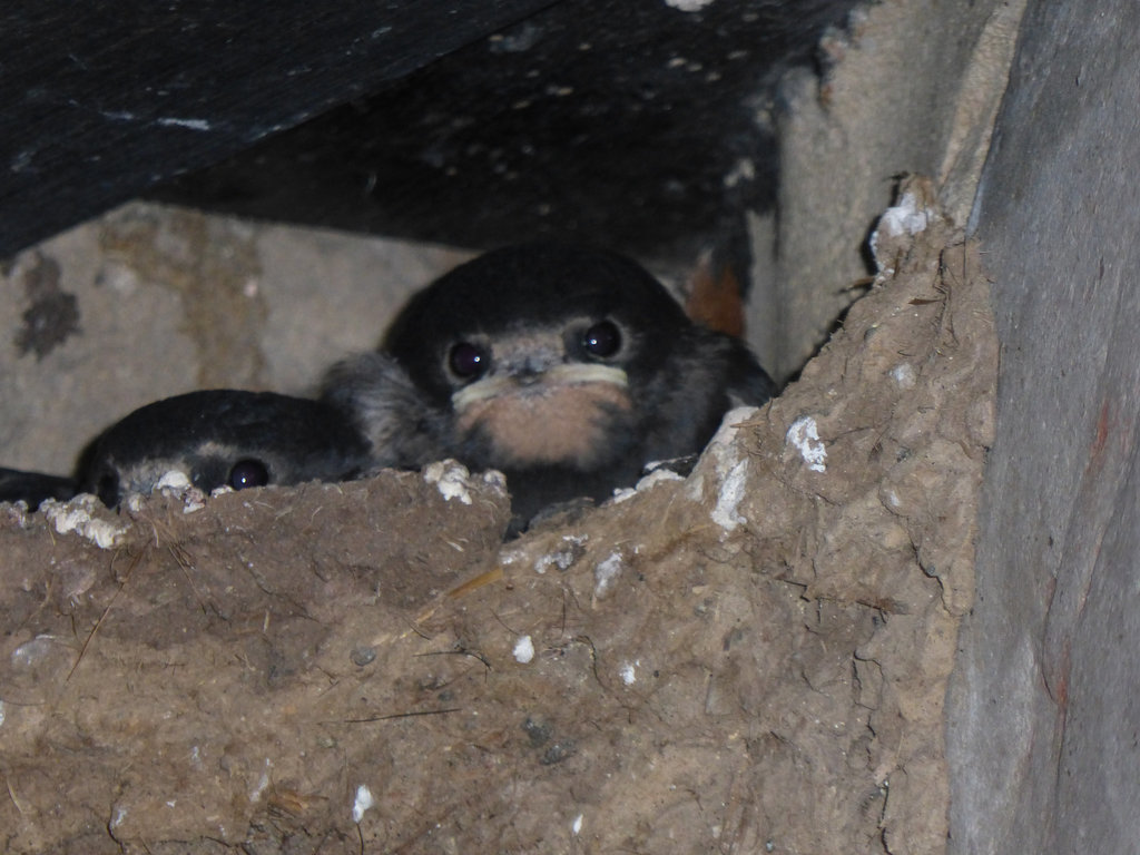 Young swallows in their nest