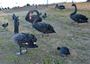 black swans at Lake Wendouree