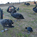 black swans at Lake Wendouree