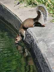 Narcisse l'écureuil/Narcisse the squirrel