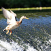 Wings over the dam (Explored)