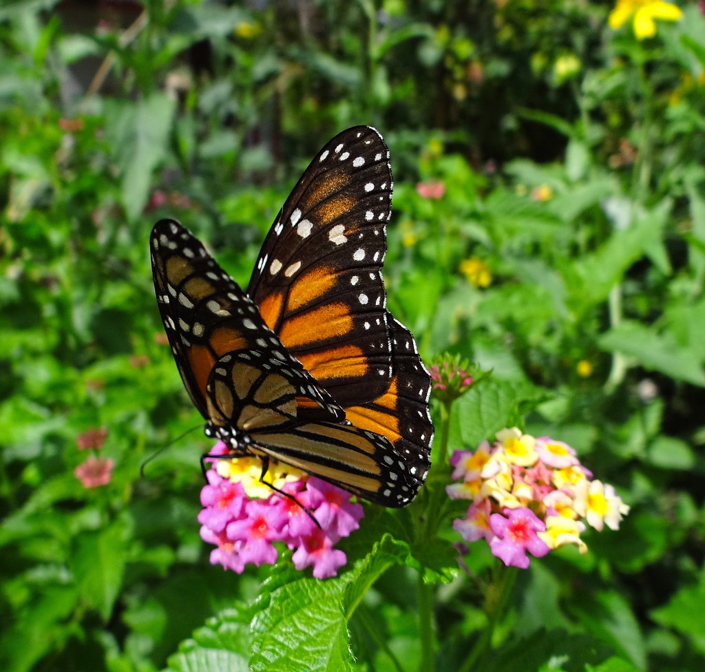 Monarch butterfly  (Danaus plexippus)(f)