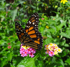 Monarch butterfly  (Danaus plexippus)(f)