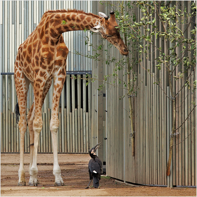 Rabe spricht zu Giraffe