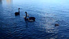 black swan singlets