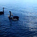 black swan singlets