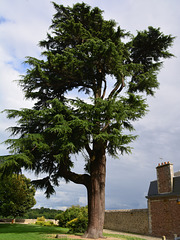 Dinan 2014 – Tree