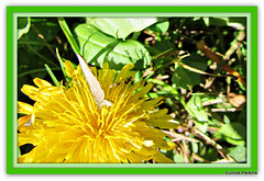 Butterfly On a Dandelion