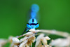 Common Bluet m (Enallagma cyathigerum)