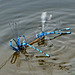 Common Bluet swarm (Enallagma cyathigerum)
