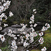 fleurs de cerisiers, jardin Heian-Jingu