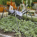 Big Bad Bug –  Le jardin de verre et de métal, Botanical Garden, Montréal, Québec