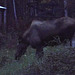evening moose