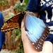 Der Blaue Morphofalter (Morpho peleides). Ein Foto mit Seltenheitswert, da er sowohl eingeklappt als auch aufgefaltet zu sehen ist...  ©UdoSm