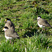 Yellow Wattled Plovers.