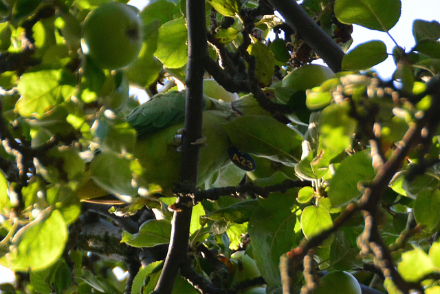 Rose-ringed Parakeet eating apples