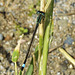 Common Bluetail  (Ischnura elegans)