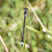 Common Bluetail f, type-A (Ischnura elegans)