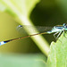 Common Bluetail (Ischnura elegans)