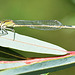 Common Bluetail f, type-B (Ischnura elegans)