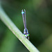 Common Bluetail m (Ischnura elegans)