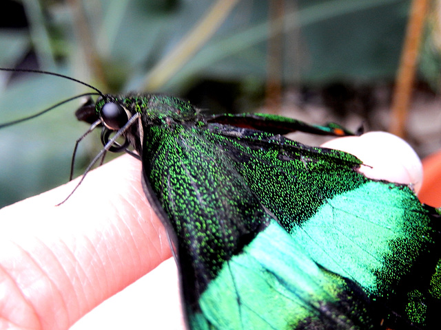 Papilio palinurus. ©UdoSm