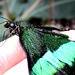 Papilio palinurus. ©UdoSm