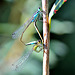 Common Bluetail m + f (Ischnura elegans)
