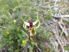 spider orchid Belair