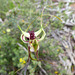 spider orchid Belair