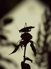 katydid in silhouette