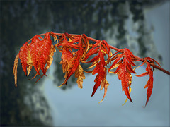Red-Golden Leaf
