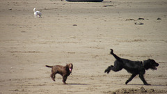 The two dogs were really having a whale of a time on the sand